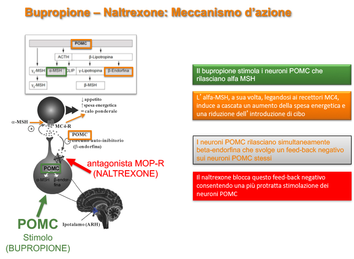 Meccanismo d'azione di naltrexone/bupropione