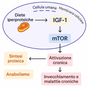 Schema in italiano delle vie mTOR e IGF-1 attivate da dieta iperproteica