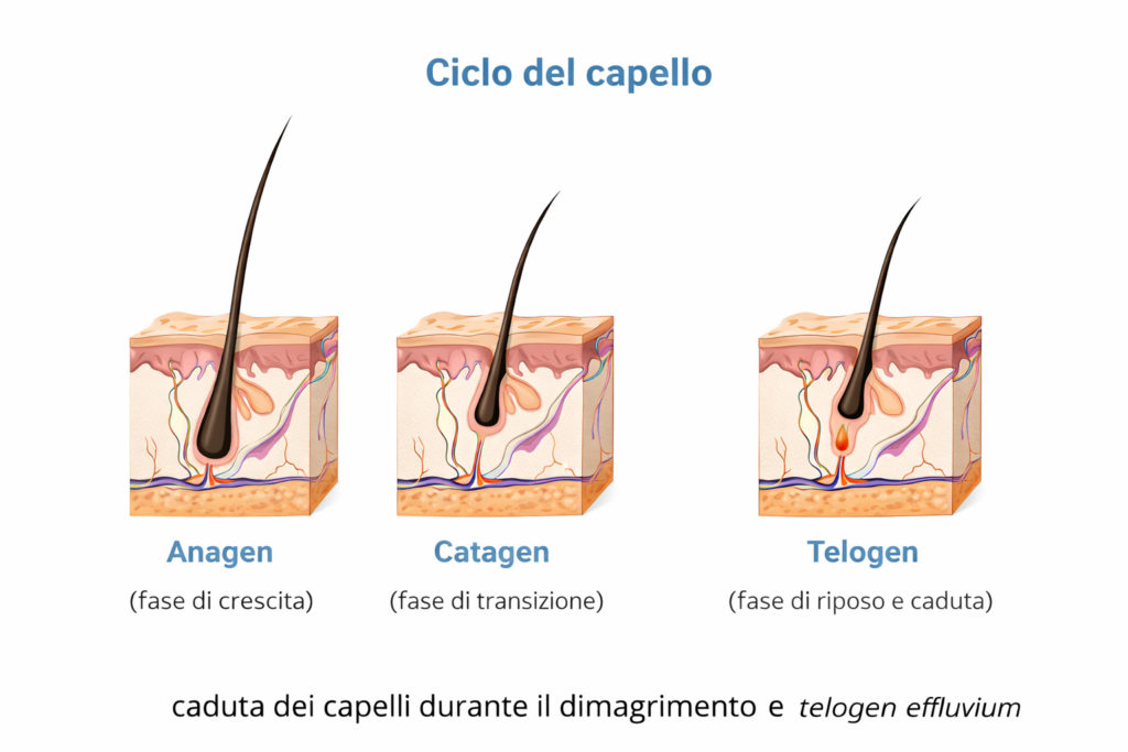 caduta dei capelli durante il dimagrimento e telogen effluvium
